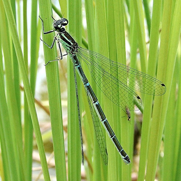 azure damselfly